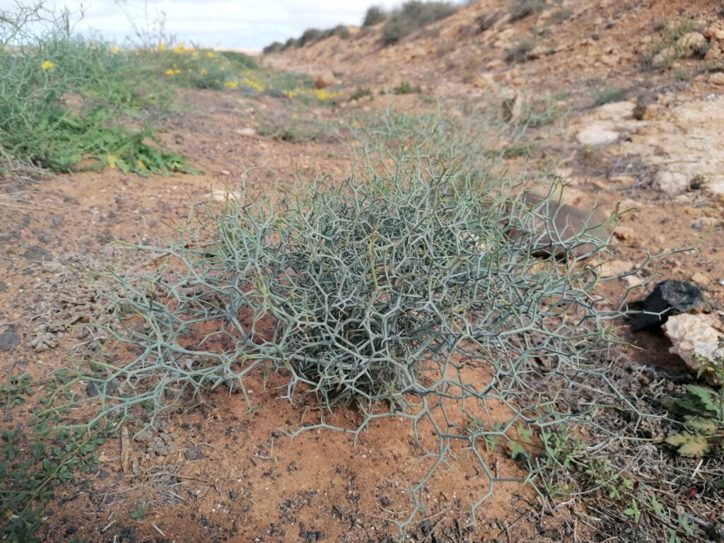 aulaga de Fuerteventura. Foto de Kathelijne Bonne